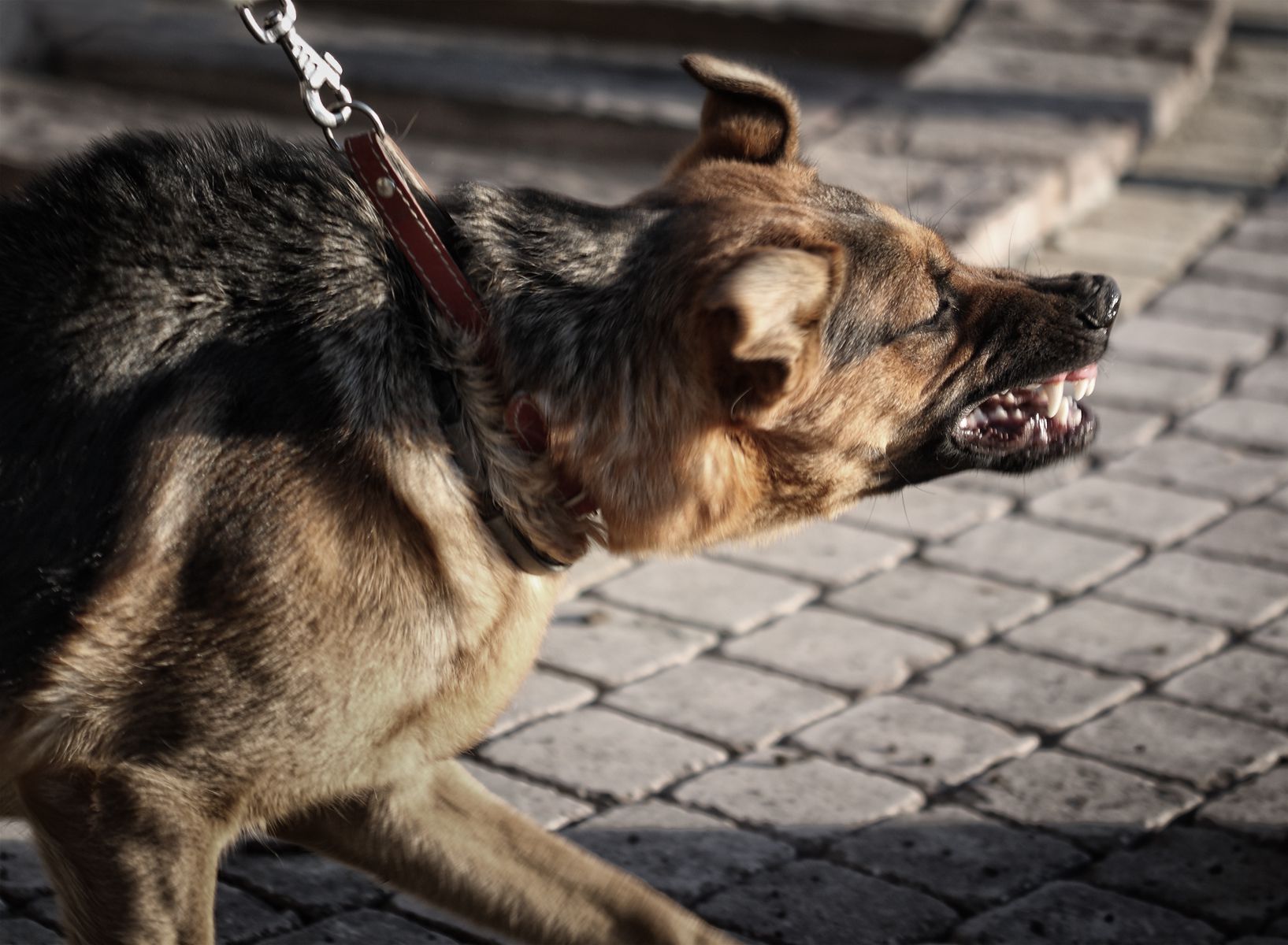 dog bite lawyer dog bite lawyer